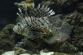 The Common lionfish, devil firefish Pterois miles. Royalty Free Stock Photo