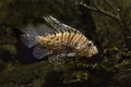 Common lionfish, devil firefish Pterois miles. Royalty Free Stock Photo