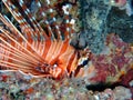 Common lionfish, Maldives Royalty Free Stock Photo