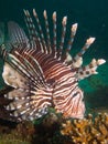 Common lionfish Royalty Free Stock Photo