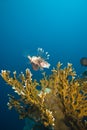 A Common lionfish (Pterois miles) Royalty Free Stock Photo