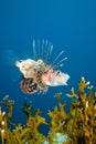 A Common lionfish (Pterois miles)