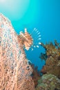 A Common lionfish (Pterois miles) Royalty Free Stock Photo