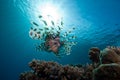 Common lionfish (Pterois miles) Royalty Free Stock Photo