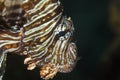 Common lionfish (pterois miles) Royalty Free Stock Photo