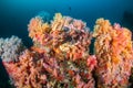 Common Lionfish Pterois Miles on a colorful coral reef Royalty Free Stock Photo