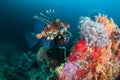 Common Lionfish Pterois Miles on a colorful coral reef Royalty Free Stock Photo