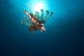 Common lionfish (Pterois miles) and sun Royalty Free Stock Photo