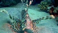 Common lionfish (Pterois volitans), Fish hunt and swim over a coral reef. Red Sea Royalty Free Stock Photo