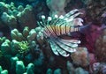 Common lionfish (Pterois volitans), Fish hunt and swim over a coral reef. Red Sea Royalty Free Stock Photo