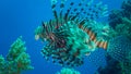 Common lionfish (Pterois volitans), Fish hunt and swim over a coral reef. Red Sea Royalty Free Stock Photo