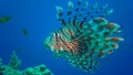 Common lionfish (Pterois volitans), Fish hunt and swim over a coral reef. Red Sea Royalty Free Stock Photo