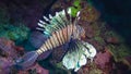 Common lionfish (Pterois volitans), Fish hunt and swim over a coral reef. Red Sea Royalty Free Stock Photo