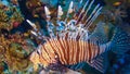 Common lionfish (Pterois volitans), Fish hunt and swim over a coral reef. Red Sea Royalty Free Stock Photo