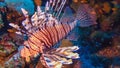 Common lionfish (Pterois volitans), Fish hunt and swim over a coral reef. Red Sea Royalty Free Stock Photo