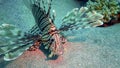 Common lionfish (Pterois volitans), Fish hunt and swim over a coral reef. Red Sea Royalty Free Stock Photo