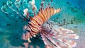 Common lionfish (Pterois volitans), Fish hunt and swim over a coral reef. Red Sea Royalty Free Stock Photo