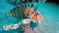 Common lionfish (Pterois volitans), Fish hunt and swim over a coral reef. Red Sea Royalty Free Stock Photo