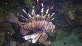 Common lionfish (Pterois volitans), Fish hunt and swim over a coral reef. Red Sea Royalty Free Stock Photo