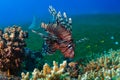 Common Lionfish (Pterois volitans) swims under a hard coral on a Royalty Free Stock Photo