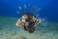 Common Lionfish (Pterois volitans) Underwater photo. Royalty Free Stock Photo