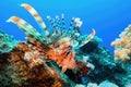 Common Lionfish at tropical coral reef - Pterois Miles Royalty Free Stock Photo