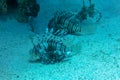 Common Lionfish, Turkeyfish on a tropical coral reef. Dramatic deepwater light. Red lionfish beautiful and dangerous sea fish.