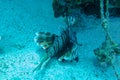 Common Lionfish, Turkeyfish on a tropical coral reef. Dramatic deepwater light. Red lionfish beautiful and dangerous sea fish. Royalty Free Stock Photo