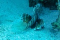 Common Lionfish, Turkeyfish on a tropical coral reef. Dramatic deepwater light. Red lionfish beautiful and dangerous sea fish.