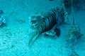 Common Lionfish, Turkeyfish on a tropical coral reef. Dramatic deepwater light. Red lionfish beautiful and dangerous sea fish.