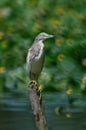 Common Little Bittern