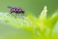 Common little domestic fly Royalty Free Stock Photo