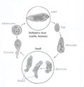 Common liver fluke life cycle. Hand drawing sketch.