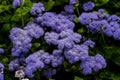 Flower of the blue Billygoat-weed, Bluemink, Flossflower or blue Danube - Ageratum houstonianum - in summer, Bavaria, Germany