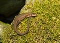 Common Lizard Royalty Free Stock Photo