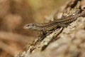 Common Lizard Royalty Free Stock Photo