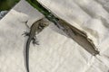 Common lizard basking on cardboard Royalty Free Stock Photo