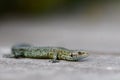 Common Lizard Royalty Free Stock Photo
