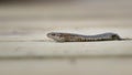 Common Lizard Royalty Free Stock Photo