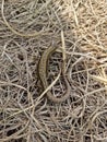 Common Lizard , BritishWildlife Royalty Free Stock Photo