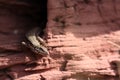 common lizard climbing on a sand stone rock Royalty Free Stock Photo