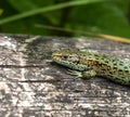 Common Lizard