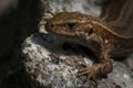 The common lizard Royalty Free Stock Photo