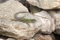 Common lizard