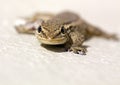 Common Lizard (Juvenile) Royalty Free Stock Photo