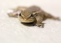 Common Lizard (Juvenile)