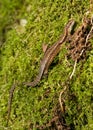 Common Lizard (Lacerta vivipara) Royalty Free Stock Photo