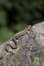 Common Lizard, Lacerta vivipara,