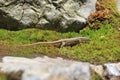 Common lizard Royalty Free Stock Photo