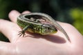 Common Lizard on my hand in sunny summer in the garden Royalty Free Stock Photo